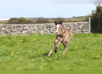 Connemara, Wallach, 3 Jahre, 147 cm, Schimmel