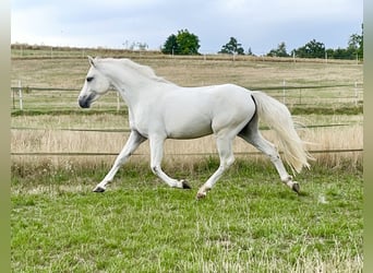 Connemara, Wallach, 3 Jahre, 147 cm, Schimmel