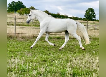 Connemara, Wallach, 3 Jahre, 147 cm, Schimmel