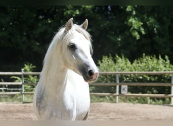 Connemara, Wallach, 3 Jahre, 147 cm, Schimmel