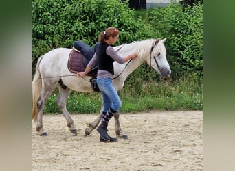 Connemara, Wallach, 3 Jahre, 148 cm, Apfelschimmel