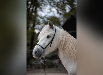 Connemara, Wallach, 3 Jahre, 148 cm, Apfelschimmel