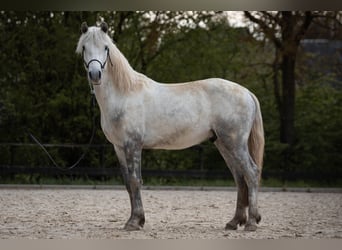 Connemara, Wallach, 3 Jahre, 148 cm, Apfelschimmel