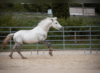 Connemara, Wallach, 3 Jahre, 148 cm, Apfelschimmel