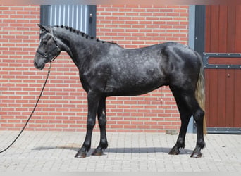 Connemara, Wallach, 3 Jahre, 148 cm, Blauschimmel