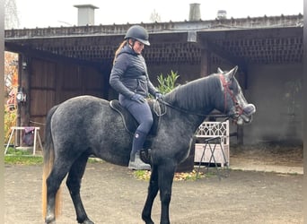 Connemara, Wallach, 3 Jahre, 148 cm, Rappschimmel