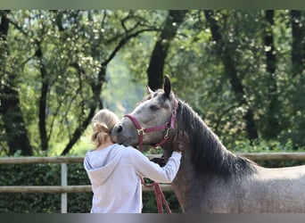 Connemara, Wallach, 3 Jahre, 148 cm, Schimmel
