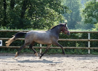 Connemara, Wallach, 3 Jahre, 148 cm, Schimmel