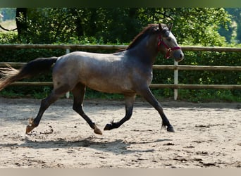 Connemara, Wallach, 3 Jahre, 148 cm, Schimmel