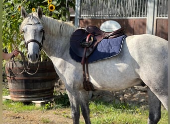 Connemara, Wallach, 3 Jahre, 148 cm, Schimmel