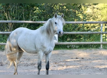 Connemara, Wallach, 3 Jahre, 148 cm, Schimmel