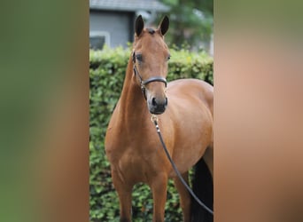 Connemara, Wallach, 3 Jahre, 150 cm, Brauner