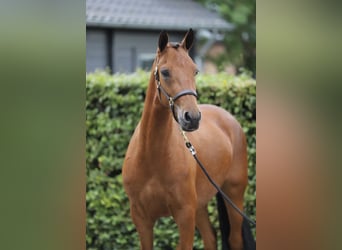 Connemara, Wallach, 3 Jahre, 150 cm, Brauner