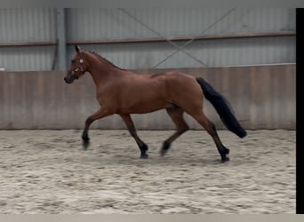 Connemara, Wallach, 3 Jahre, 150 cm, Brauner