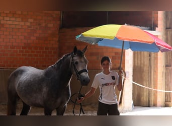 Connemara, Wallach, 3 Jahre, 150 cm, Braunfalbschimmel