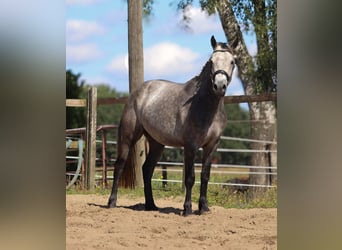 Connemara, Wallach, 3 Jahre, 150 cm, Braunfalbschimmel