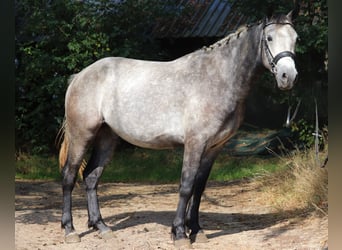Connemara, Wallach, 3 Jahre, 150 cm, Braunfalbschimmel