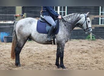 Connemara, Wallach, 3 Jahre, 150 cm, Braunfalbschimmel