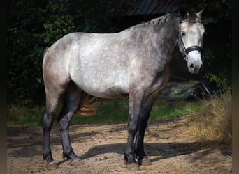 Connemara, Wallach, 3 Jahre, 150 cm, Braunfalbschimmel