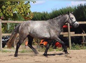 Connemara, Wallach, 3 Jahre, 150 cm, Braunfalbschimmel