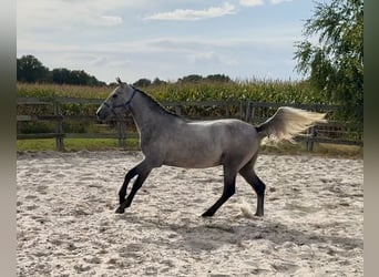 Connemara, Wallach, 3 Jahre, 152 cm, Schimmel