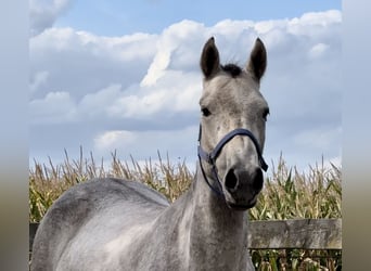 Connemara, Wallach, 3 Jahre, 152 cm, Schimmel
