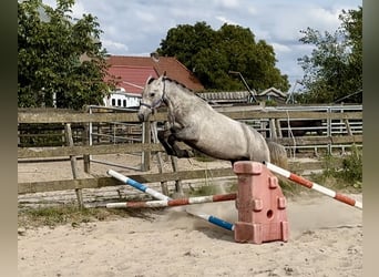 Connemara, Wallach, 3 Jahre, 152 cm, Schimmel