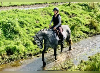 Connemara, Wallach, 3 Jahre, 152 cm, Schimmel