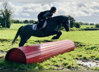 Connemara, Wallach, 3 Jahre, 152 cm, Schimmel