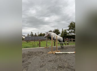 Connemara, Wallach, 3 Jahre, 152 cm, Schimmel