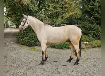 Connemara, Wallach, 3 Jahre, 153 cm, Falbe