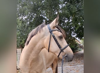Connemara, Wallach, 3 Jahre, 153 cm, Falbe