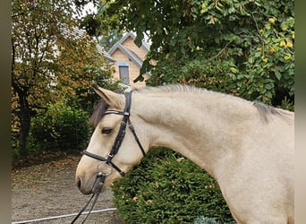 Connemara, Wallach, 3 Jahre, 153 cm, Falbe