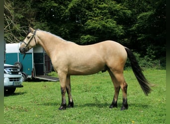 Connemara, Wallach, 3 Jahre, 153 cm, Falbe