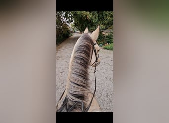 Connemara, Wallach, 3 Jahre, 153 cm, Falbe