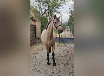 Connemara, Wallach, 3 Jahre, 153 cm, Falbe