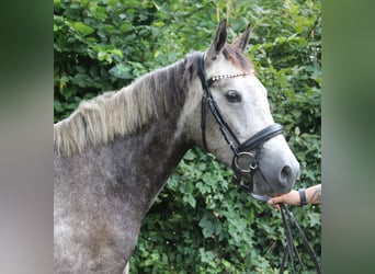 Connemara, Wallach, 3 Jahre, 155 cm, Rappschimmel