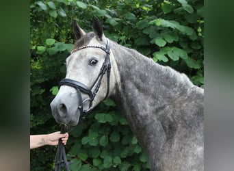 Connemara, Wallach, 3 Jahre, 155 cm, Rappschimmel