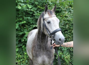Connemara, Wallach, 3 Jahre, 155 cm, Rappschimmel