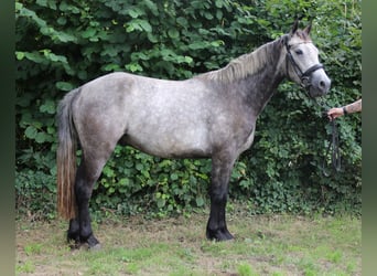 Connemara, Wallach, 3 Jahre, 155 cm, Rappschimmel