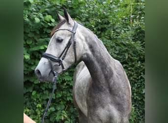 Connemara, Wallach, 3 Jahre, 155 cm, Rappschimmel