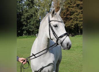 Connemara, Wallach, 3 Jahre, 156 cm, Apfelschimmel