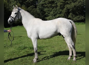 Connemara, Wallach, 3 Jahre, 156 cm, Apfelschimmel