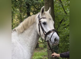 Connemara, Wallach, 3 Jahre, 157 cm, Schimmel