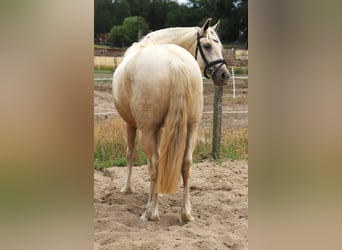 Connemara Mix, Wallach, 3 Jahre, Palomino