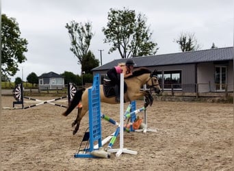 Connemara, Wallach, 4 Jahre, 138 cm, Falbe