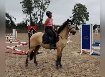Connemara, Wallach, 4 Jahre, 138 cm, Falbe