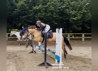 Connemara, Wallach, 4 Jahre, 138 cm, Falbe