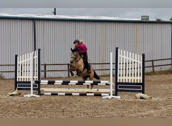 Connemara, Wallach, 4 Jahre, 138 cm, Falbe