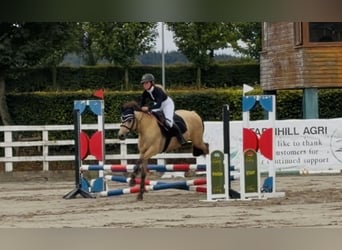 Connemara, Wallach, 4 Jahre, 138 cm, Falbe